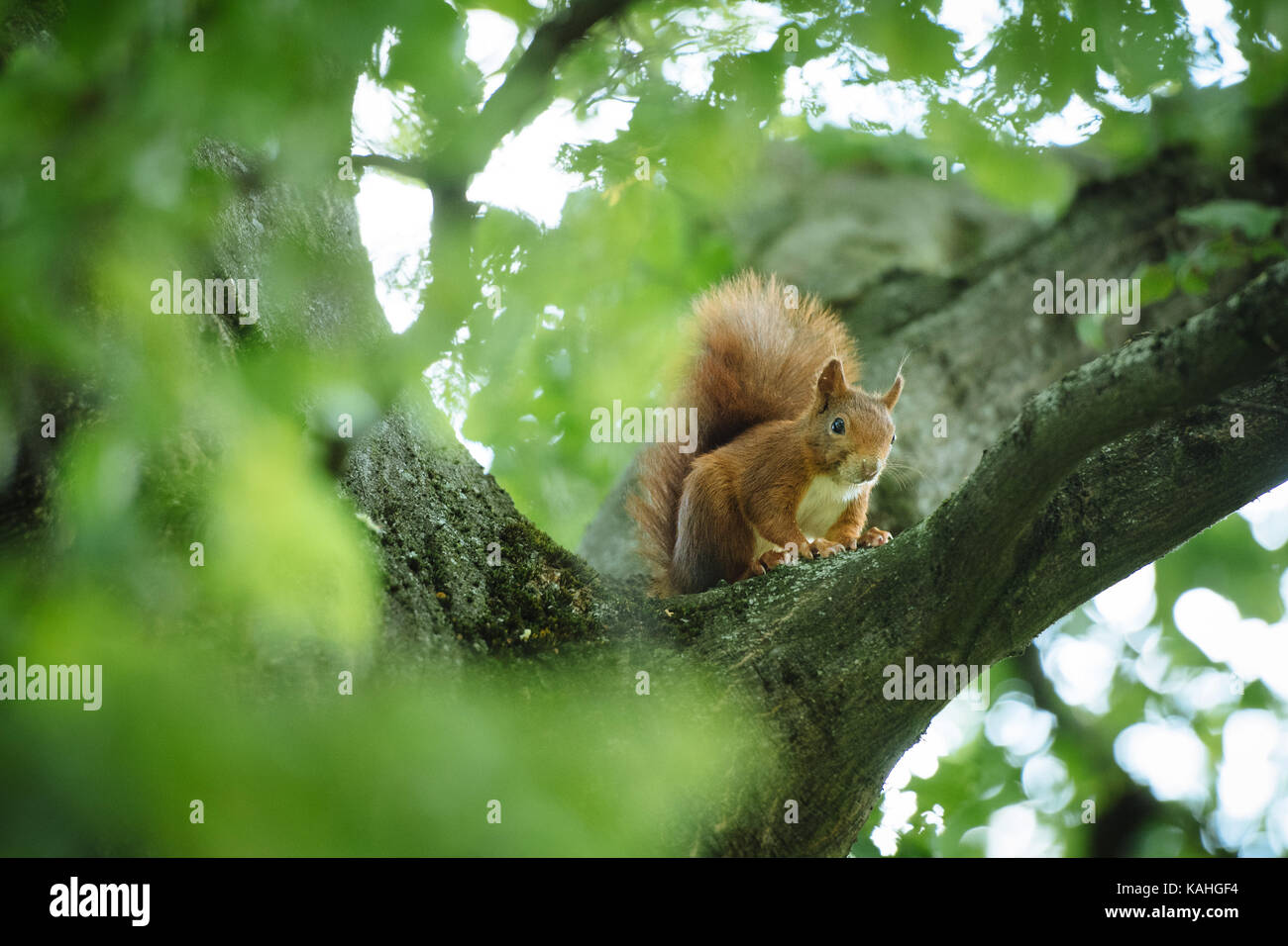Eurasian red squirrel (Sciurus vulgaris) sits in a branch fork, Baden-Württemberg Stock Photo