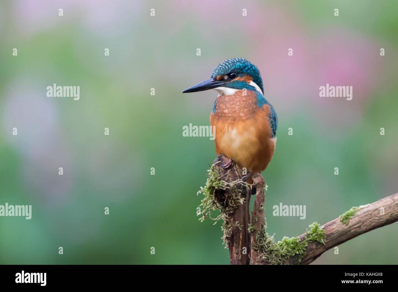 Common kingfisher (Alcedo atthis), Young bird, on branch, Hesse, Germany Stock Photo