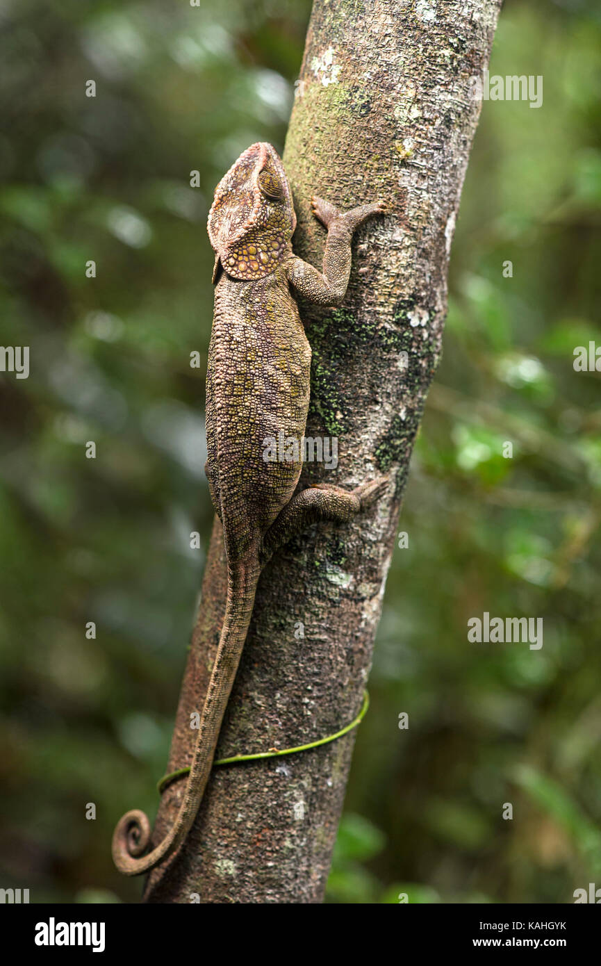 Short-horned chameleon (Calumma brevicorne) camouflaged on a tree trunk, Andasibe National Park, Madagascar Stock Photo
