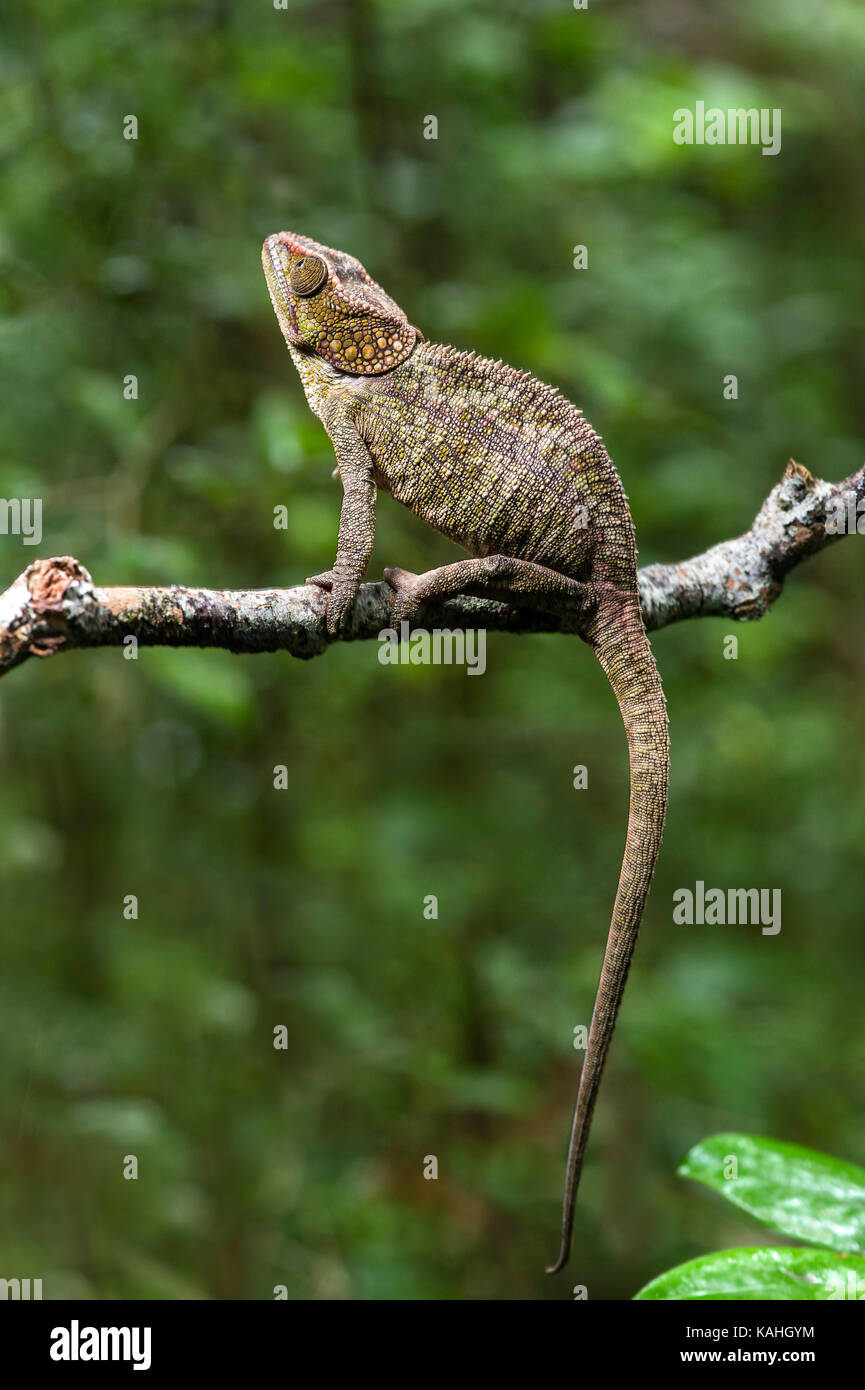 Short-horned chameleon (Calumma brevicorne) sits on branch, Andasibe National Park, Madagascar Stock Photo