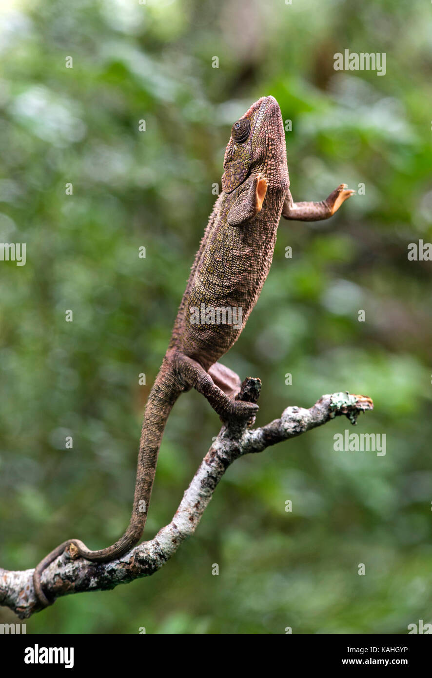 Short-horned chameleon (Calumma brevicorne) on branch, Andasibe National Park, Madagascar Stock Photo