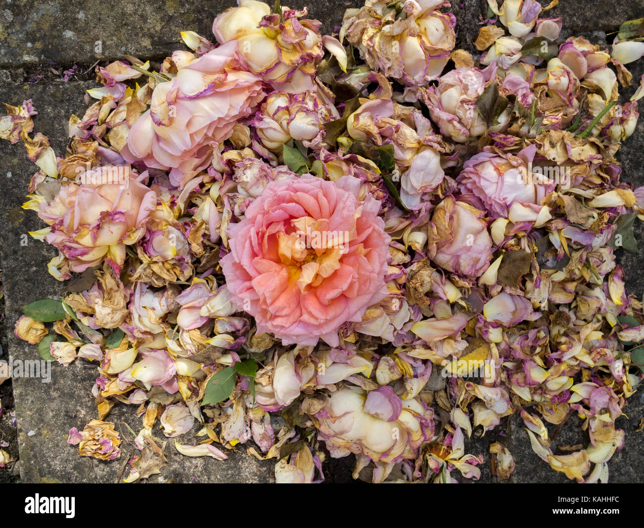 Discarded White Roses Discarded rose and rose petals on flagstones Stock Photo - Alamy