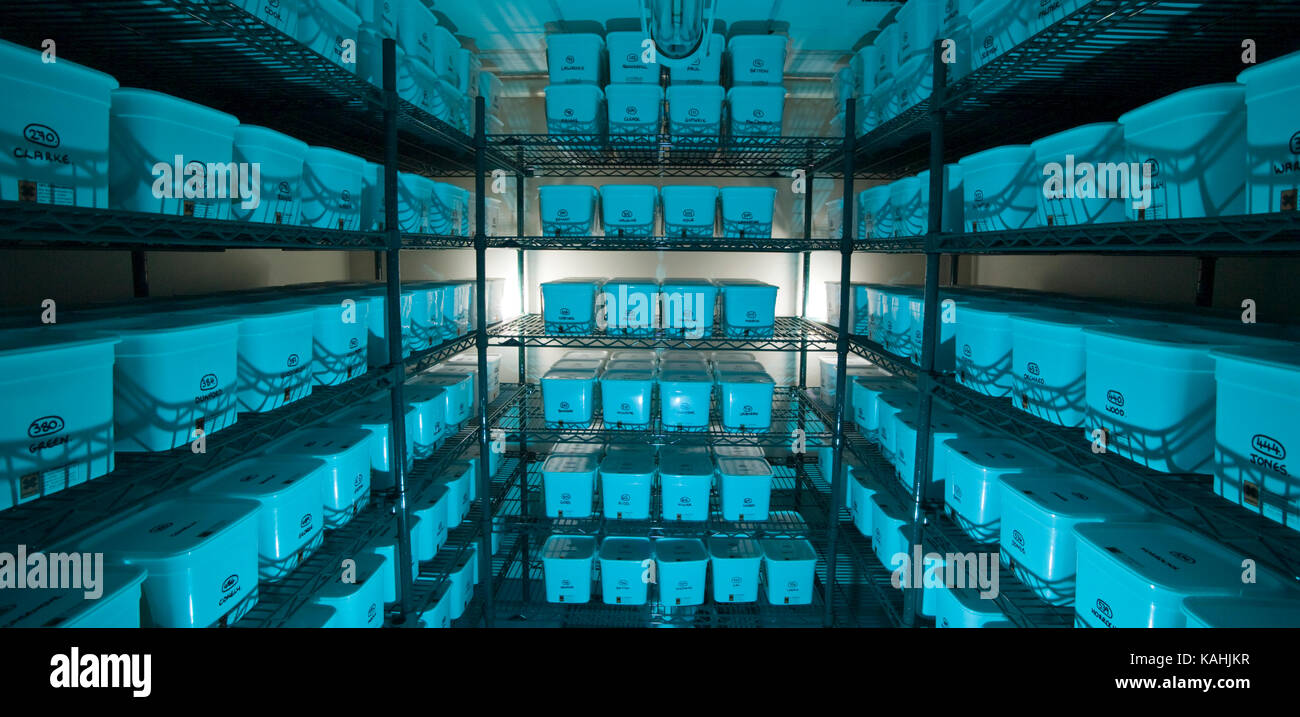 Storage facility for over 700 plastic cartons of brain tissue stored as a research and diagnostic facility. Stock Photo