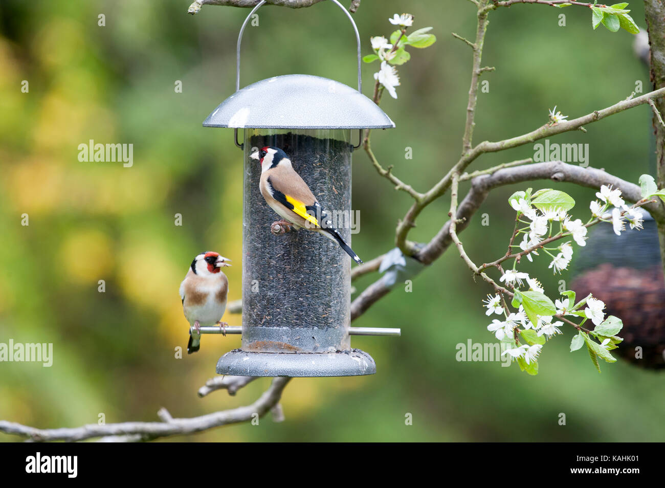 Goldfinch carduelis carduelis feeding from a garden bird feeder full of niger seeds Stock Photo