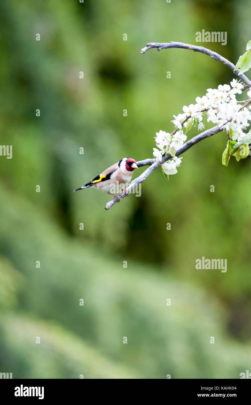 Goldfinch carduelis carduelis feeding from a garden bird feeder full of niger seeds Stock Photo
