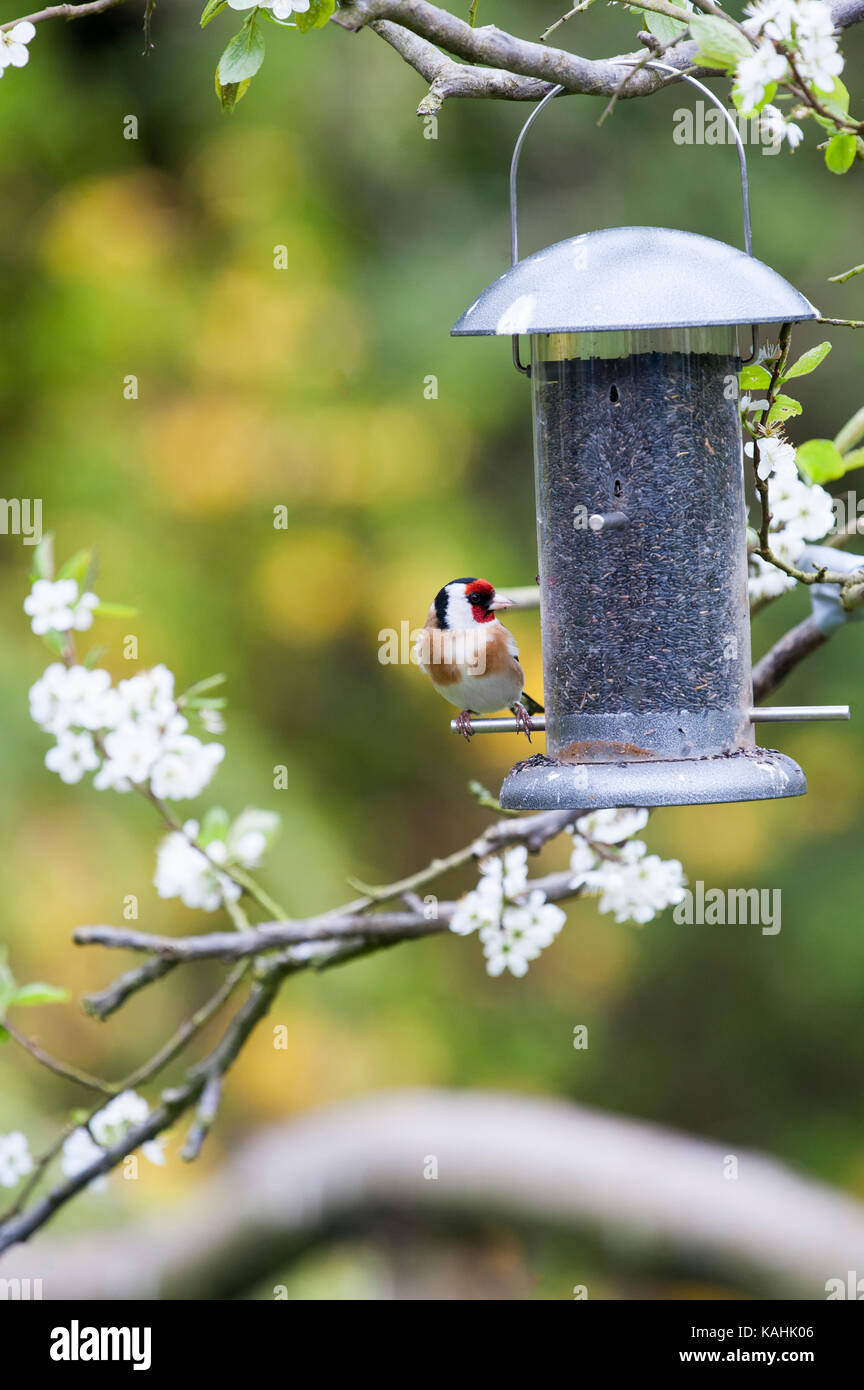 Goldfinch carduelis carduelis feeding from a garden bird feeder full of niger seeds Stock Photo