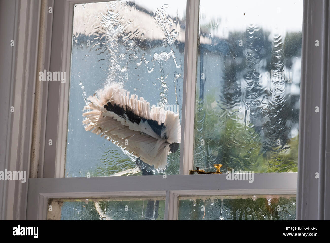 Window cleaners brush cleaning the outside of a window Stock Photo Alamy
