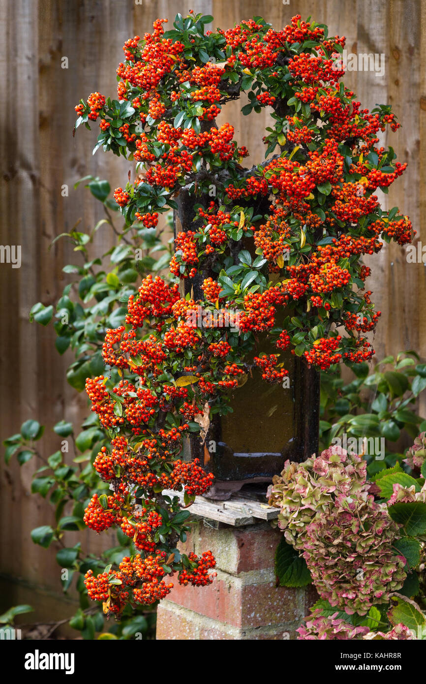 Northampton, U.K. Weather, 26th September 2017. Bonsia. Pyracantha (Prunus coccinea) Cascade Style in a garden on the edge of Abington Park. Full of berries going into Autumn, hazy sunshine this evening after a warm dry day. Credit: Keith J Smith./Alamy Live News Stock Photo