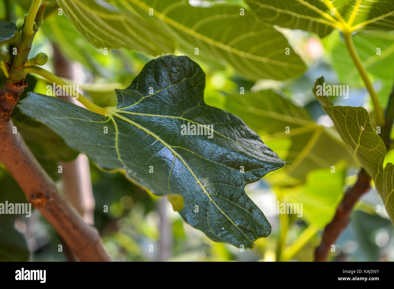 Fig tree leaves hires stock photography and images Alamy