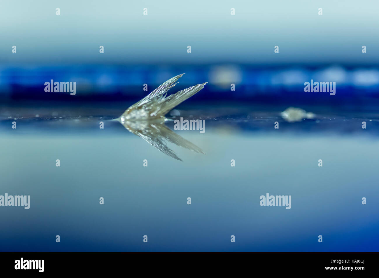 Anchovies in a salted brine solution at the Roque Anchois anchovy