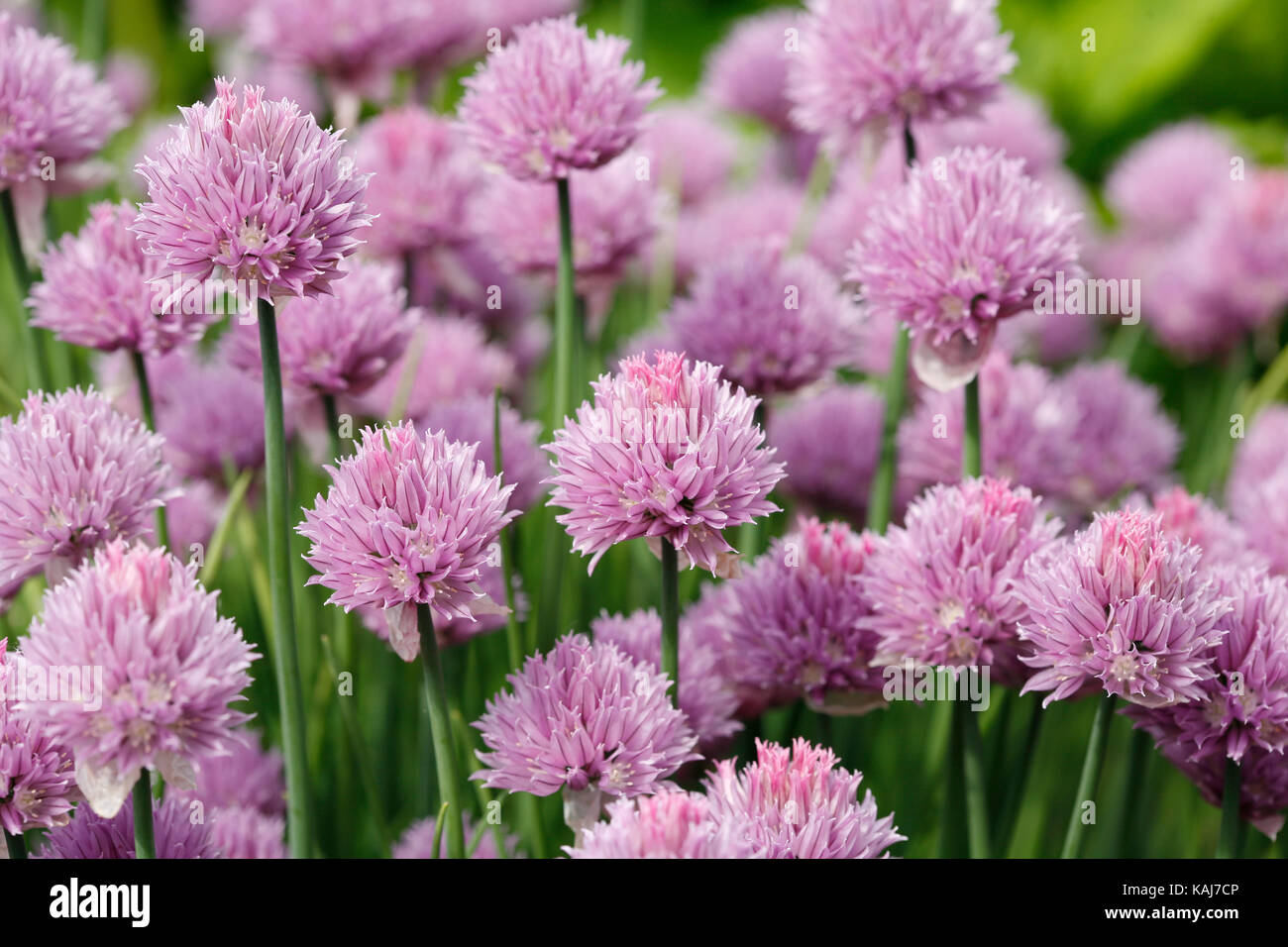 Pink flowering chives Stock Photo Alamy