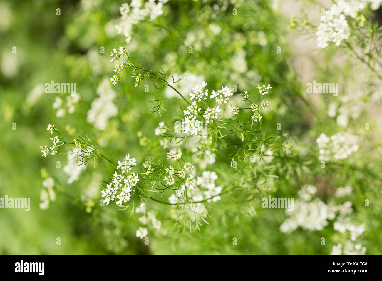 Flowering Coriander Plant Stock Photo