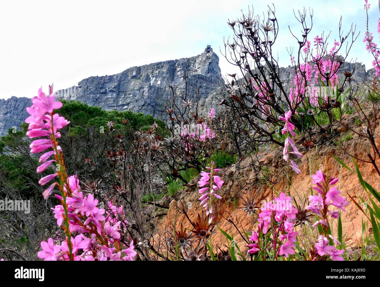Regeneration of Flora after a Recent Fire on Table Mountain Stock Photo