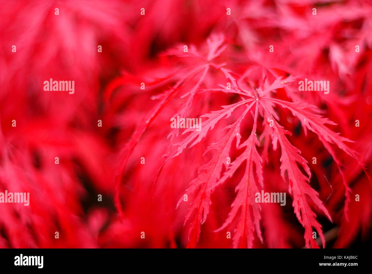 Miss scarlet hi-res stock photography and images - Alamy