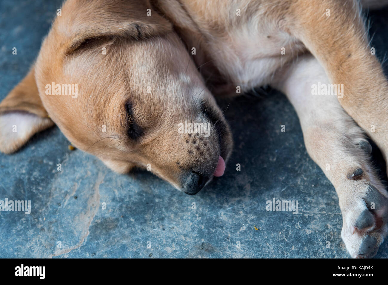Why Does A Dog Sleep With His Tongue Out