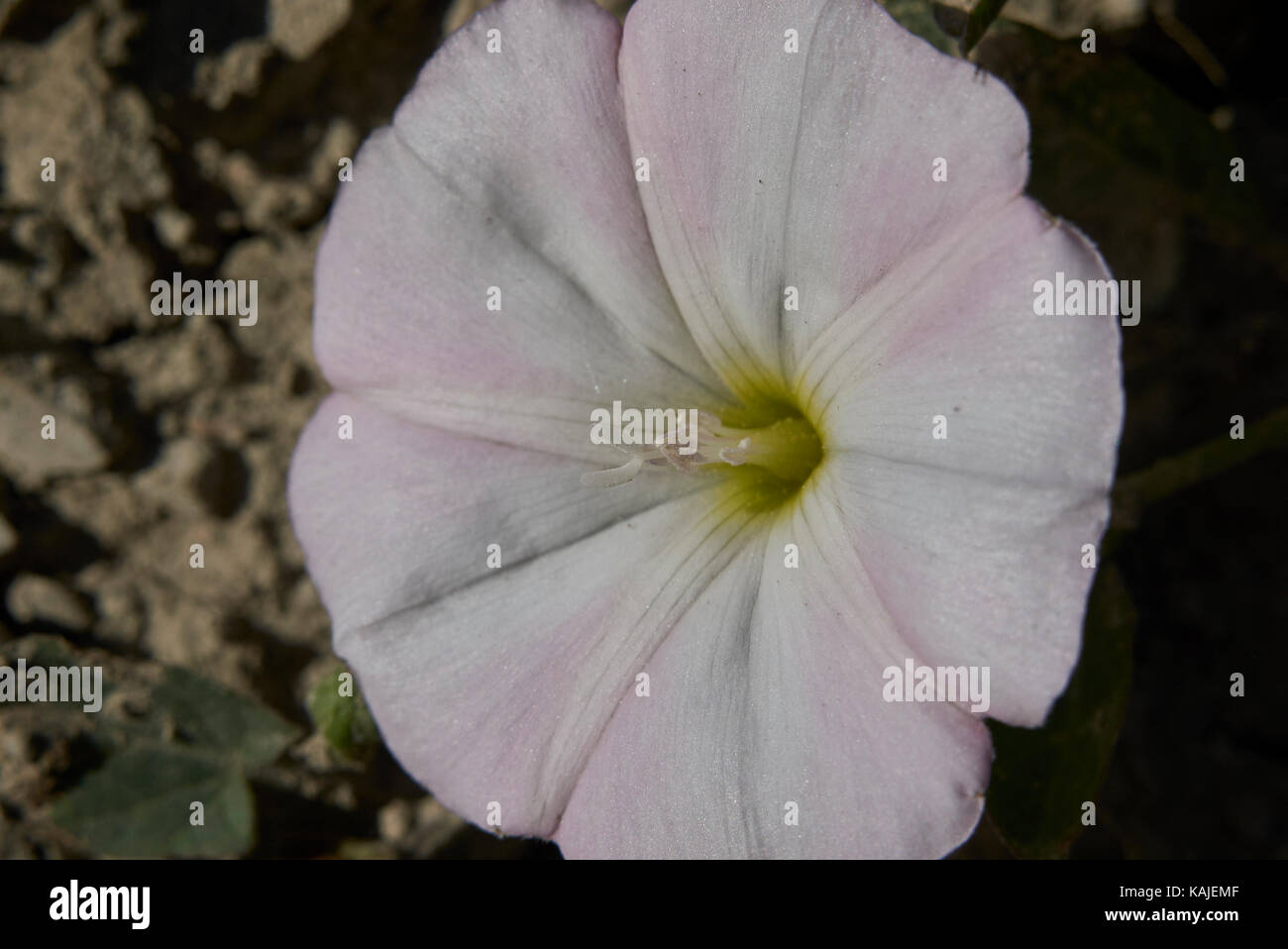 Convolvulus arvensis bloom Stock Photo