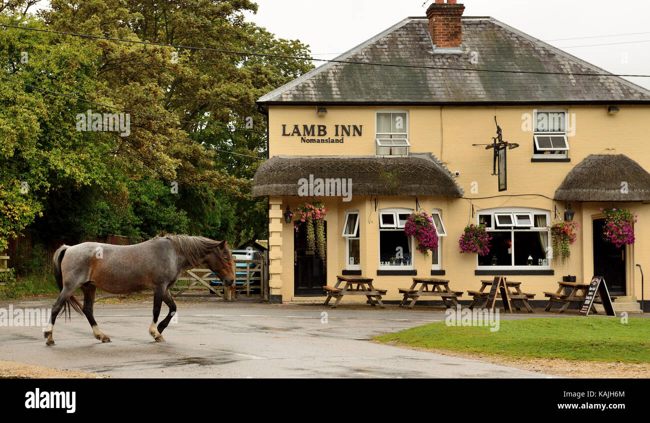 A New Forest pony passing the Lamb Inn, Nomansland, Wiltshire. Stock Photo