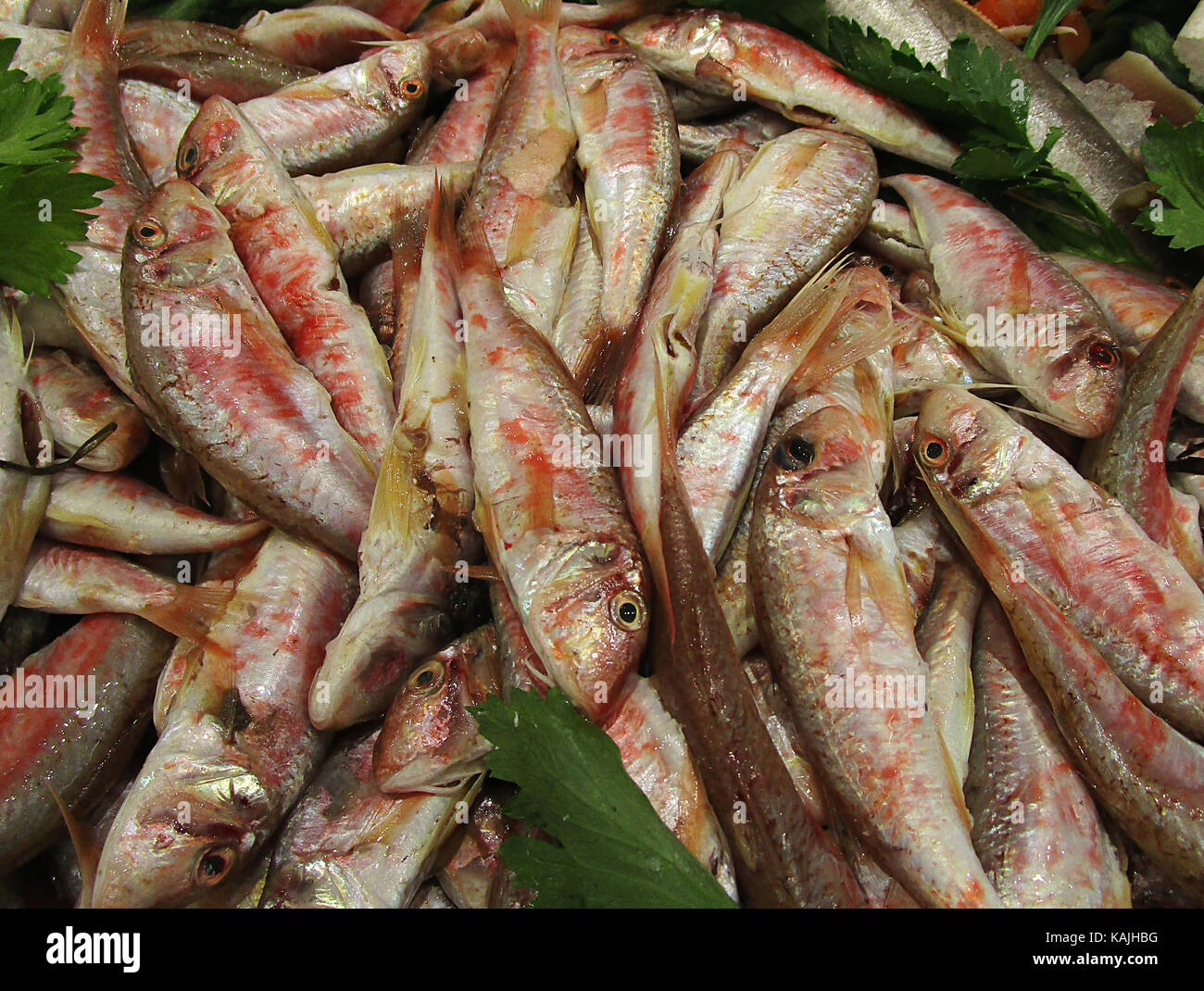 Sea mullet hi-res stock photography and images - Alamy