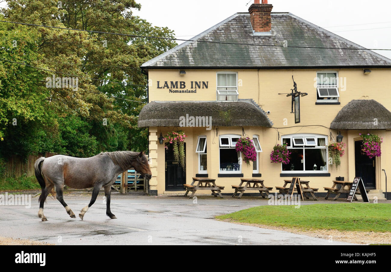 A New Forest pony passing the Lamb Inn, Nomansland, Wiltshire. Stock Photo