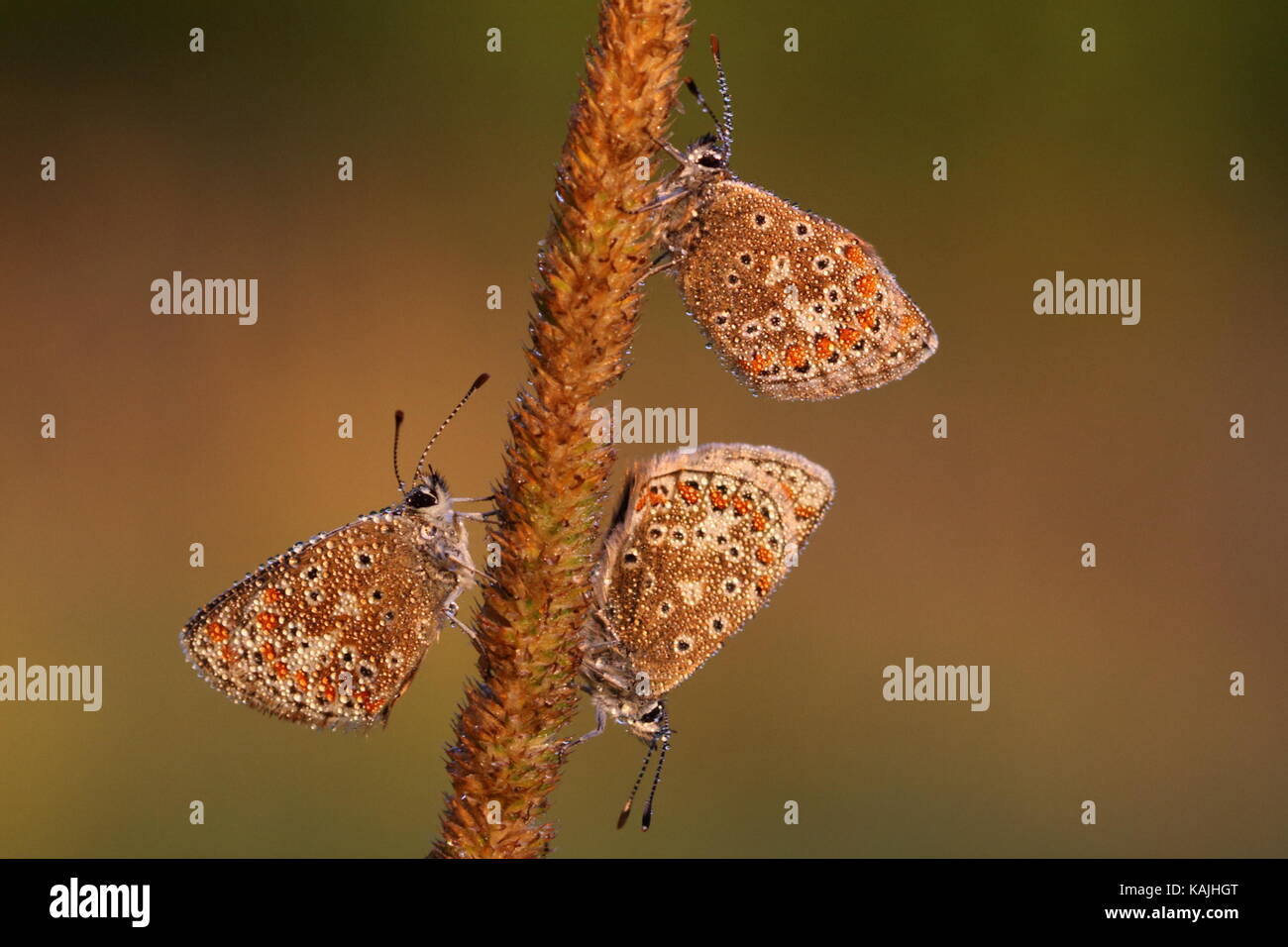 Roosting Common Blue and Brown Argus butterflies Stock Photo