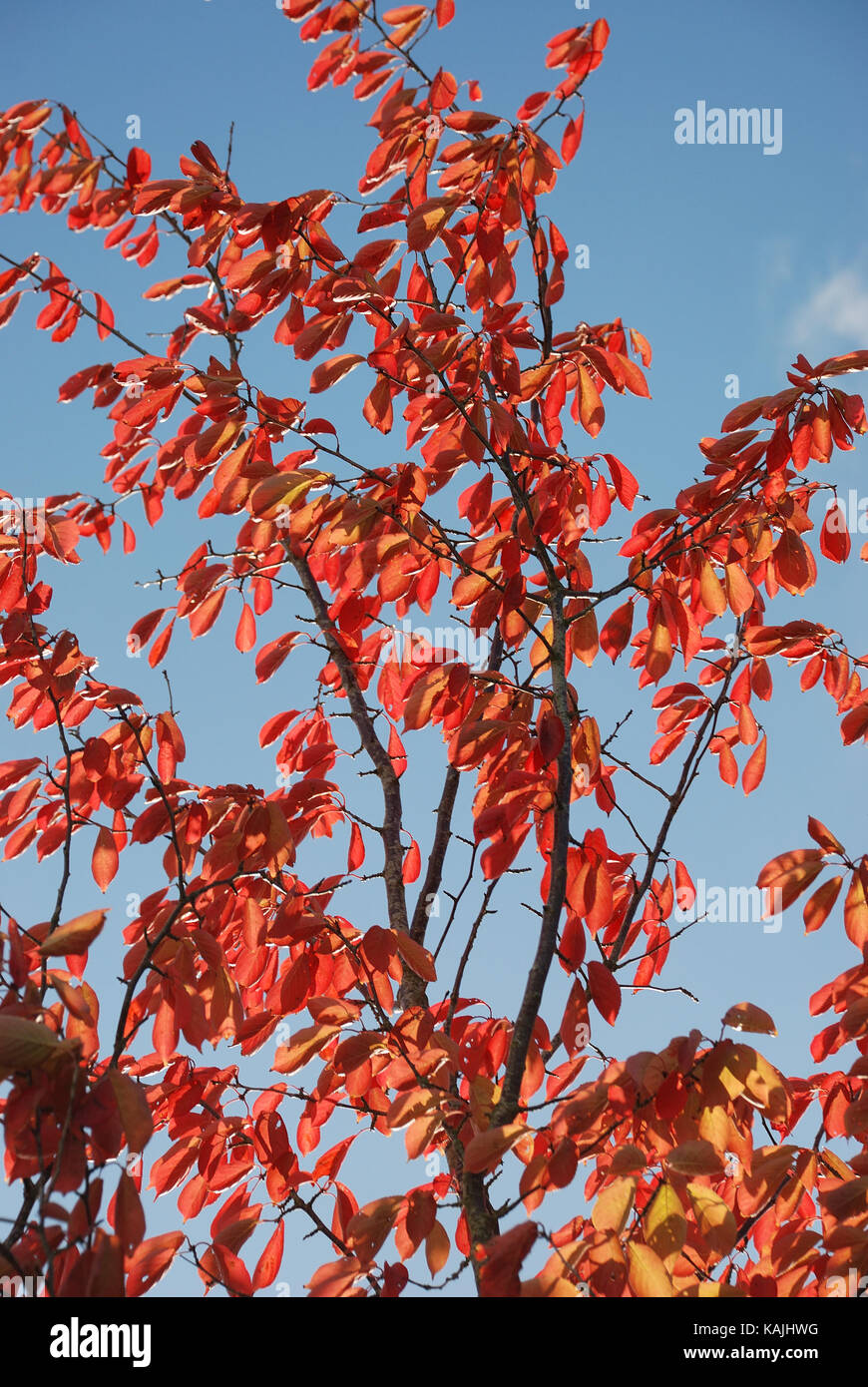 Tree in autumn colours Stock Photo - Alamy