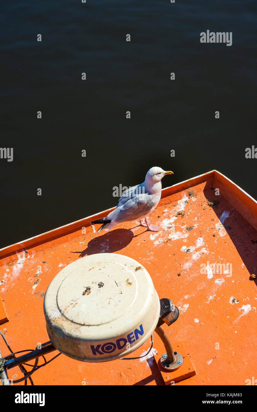 Seagull standing on prow of boat in Whitby Harbour Stock Photo