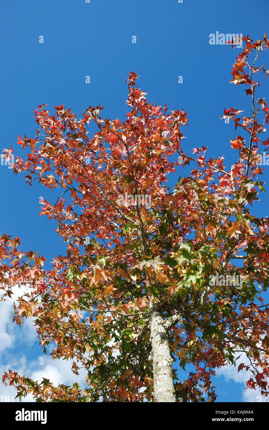 Tree in autumn colours Stock Photo - Alamy