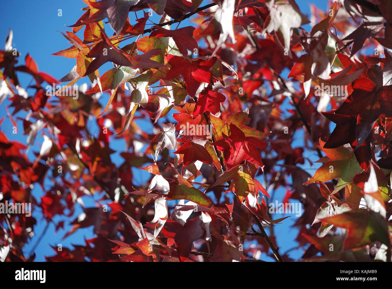 Tree in autumn colours Stock Photo - Alamy