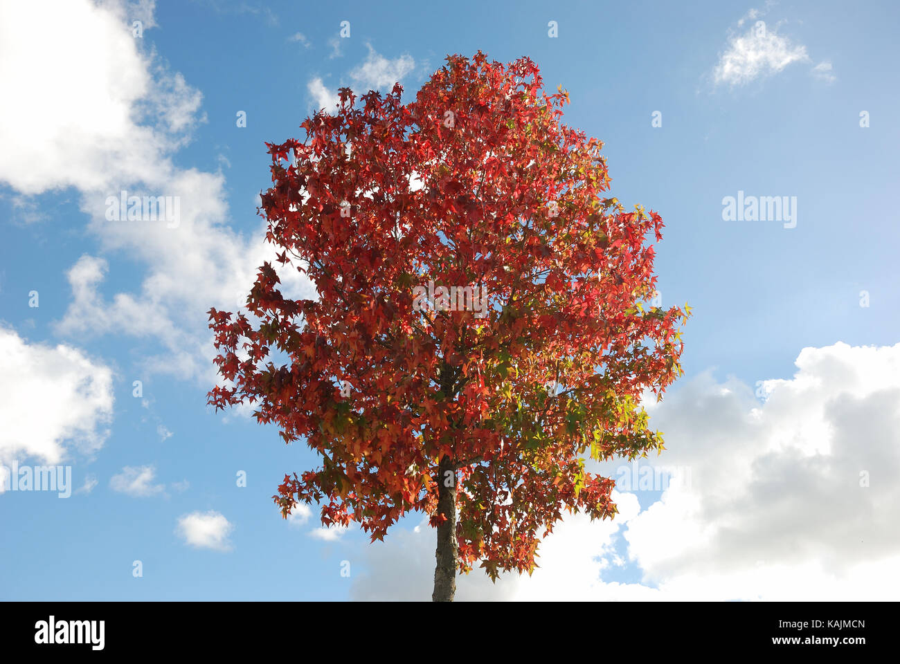 Tree in autumn colours Stock Photo - Alamy