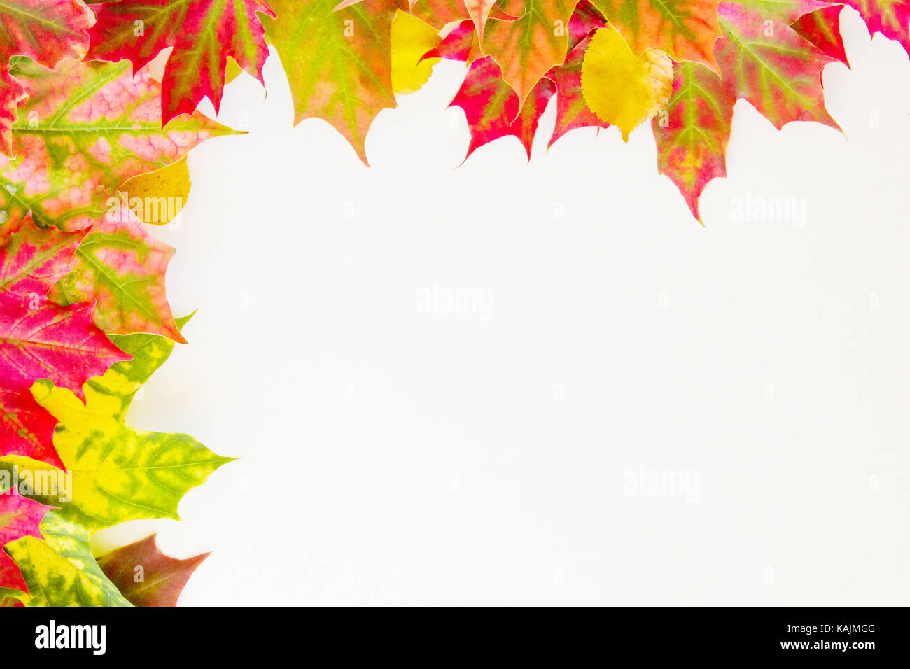 Colourful autumn fall leaves frame on white background Stock Photo - Alamy