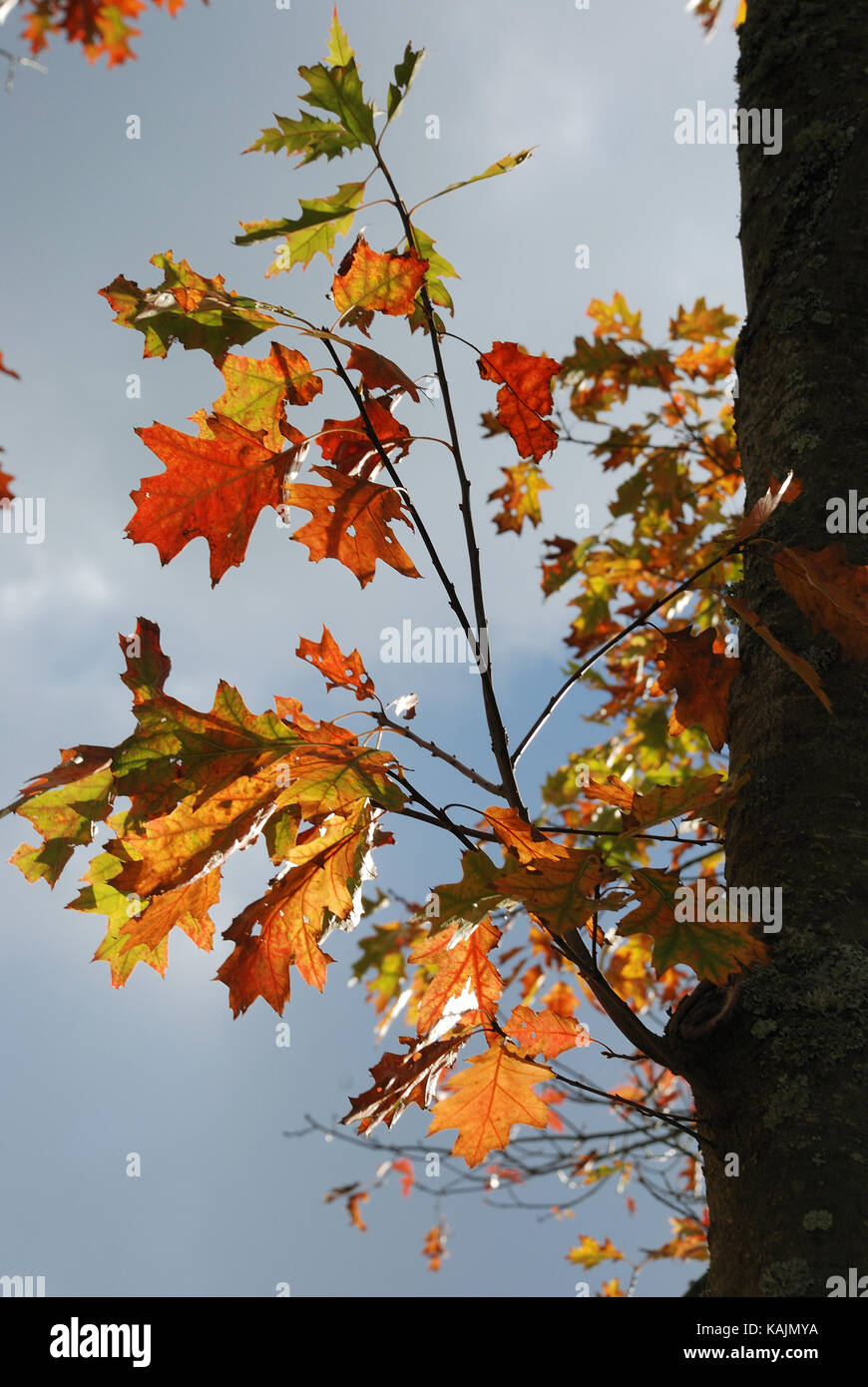 Tree in autumn colours Stock Photo - Alamy