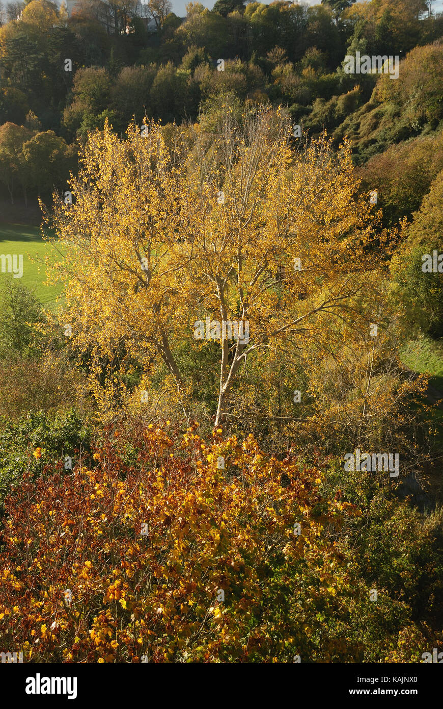 Tree in autumn colours Stock Photo - Alamy