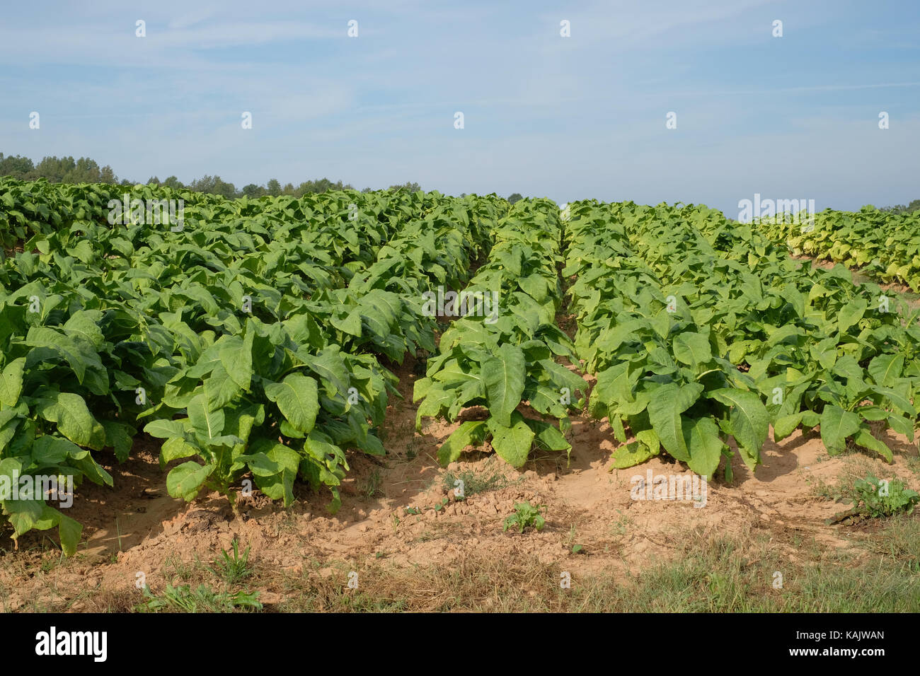 Tobacco Farm North Carolina Stock Photos & Tobacco Farm North Carolina
