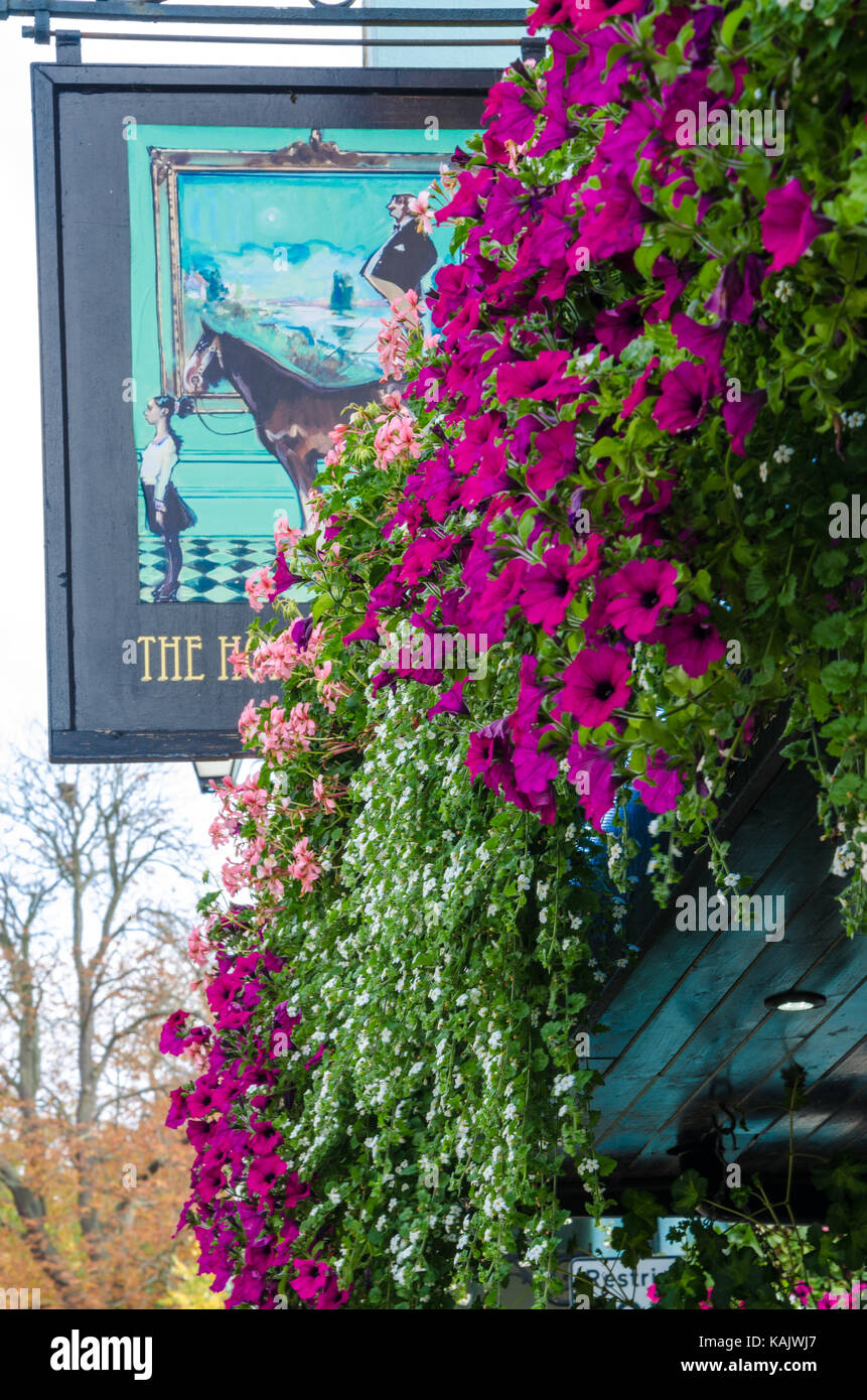 Petunias growing and flowering in window boxes outside a pub in Windsor. Stock Photo