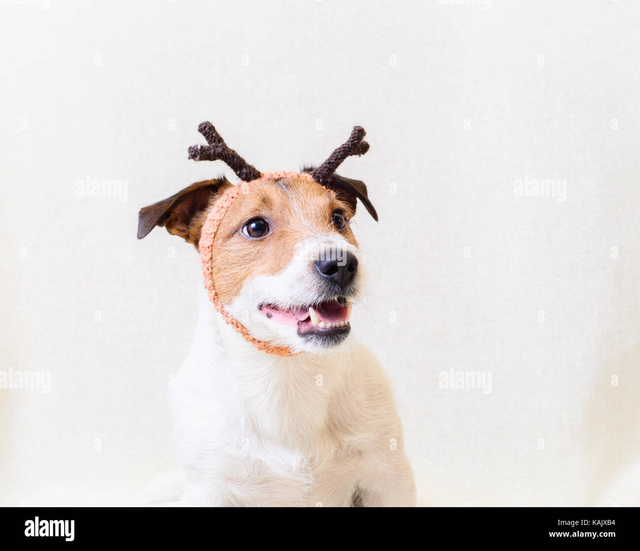 Dog wearing Christmas costume with reindeer little horns Stock Photo