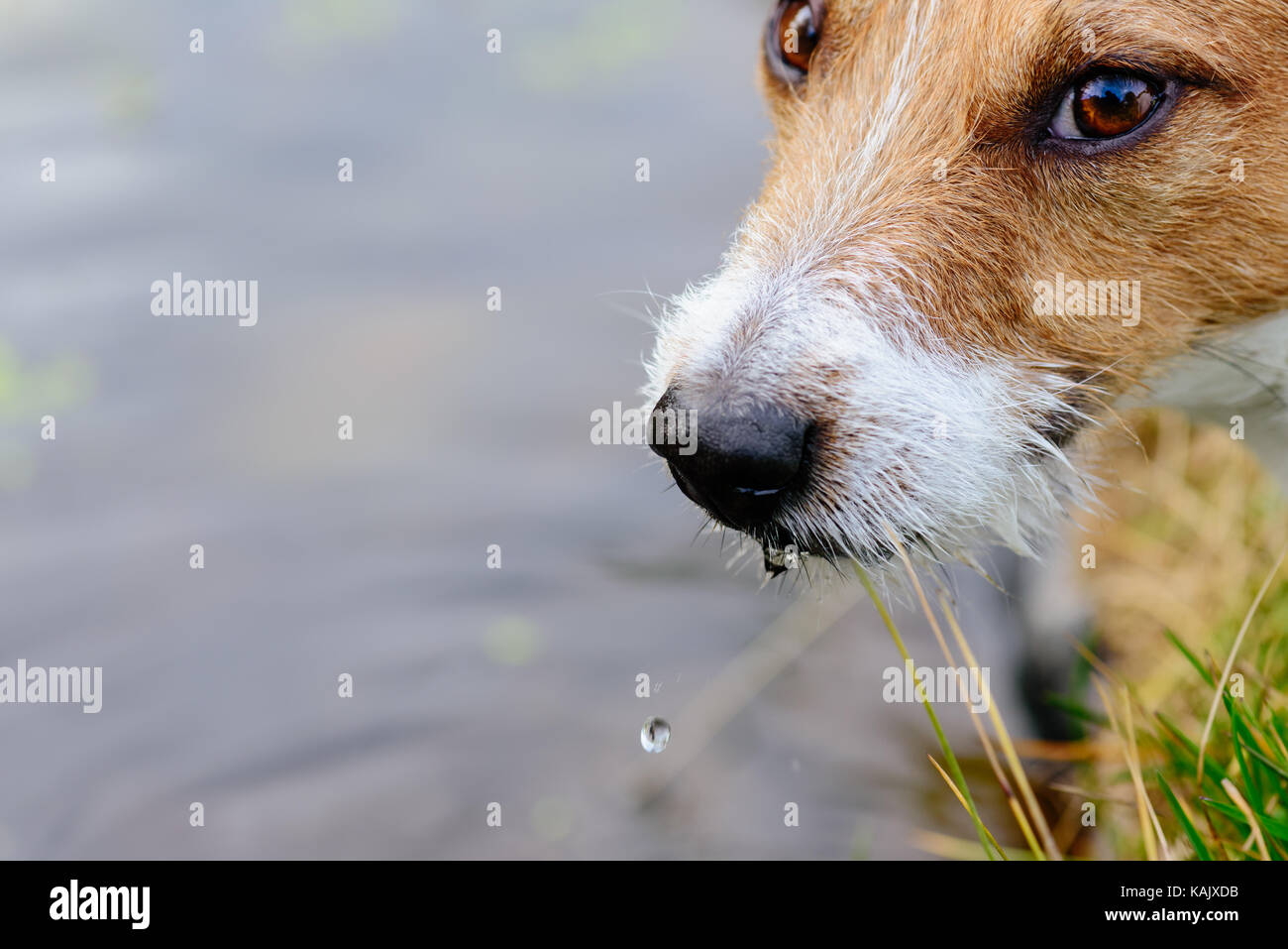 Why Do Dogs Drink From Puddles