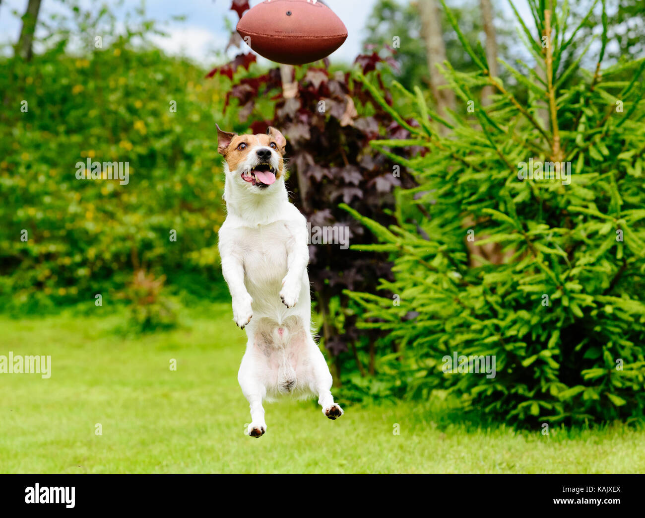 Funny face of dog playing fantasy american football at backyard garden Stock Photo