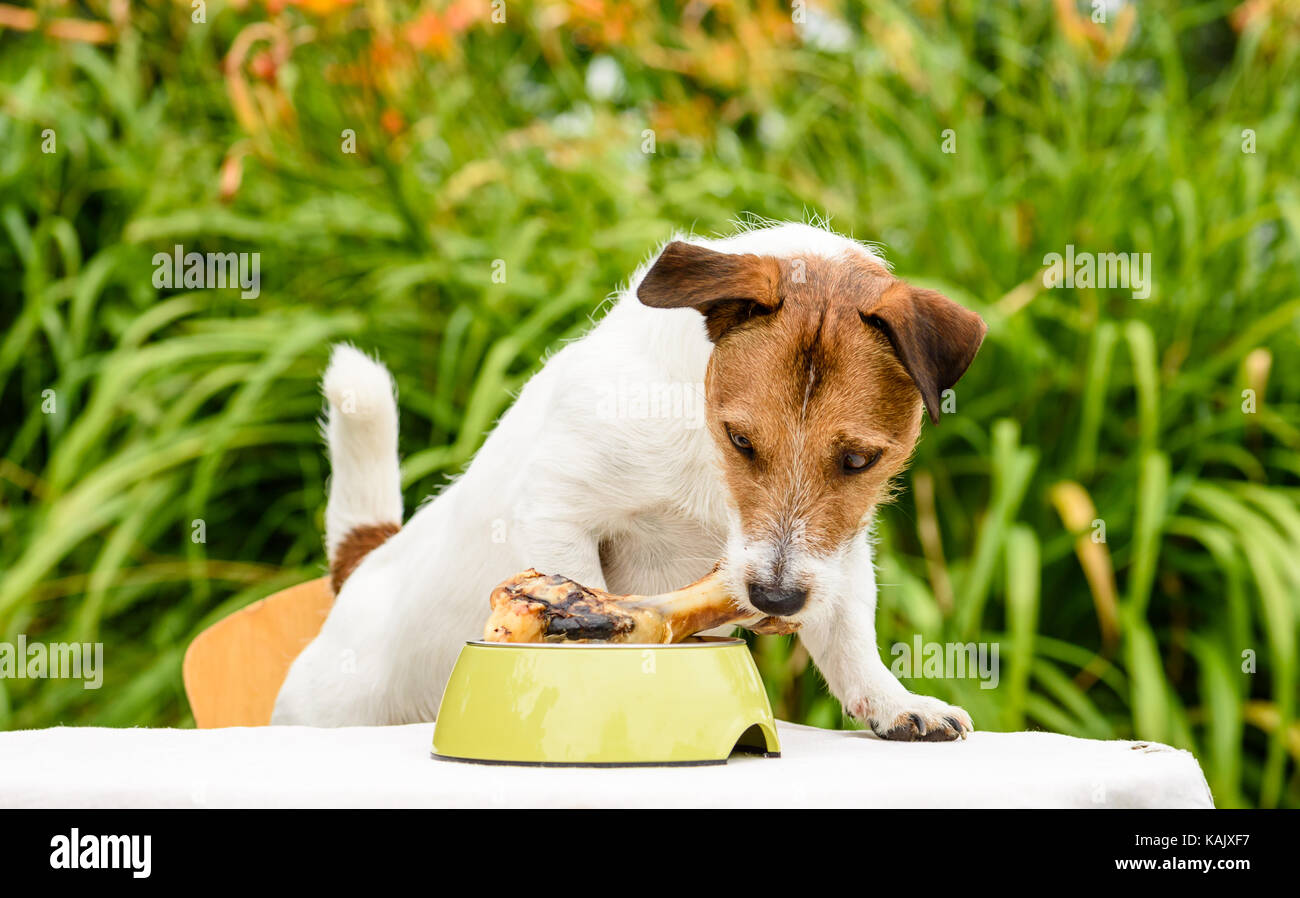 Domestic dog sniffing meat bone in canine bowl standing on table Stock Photo