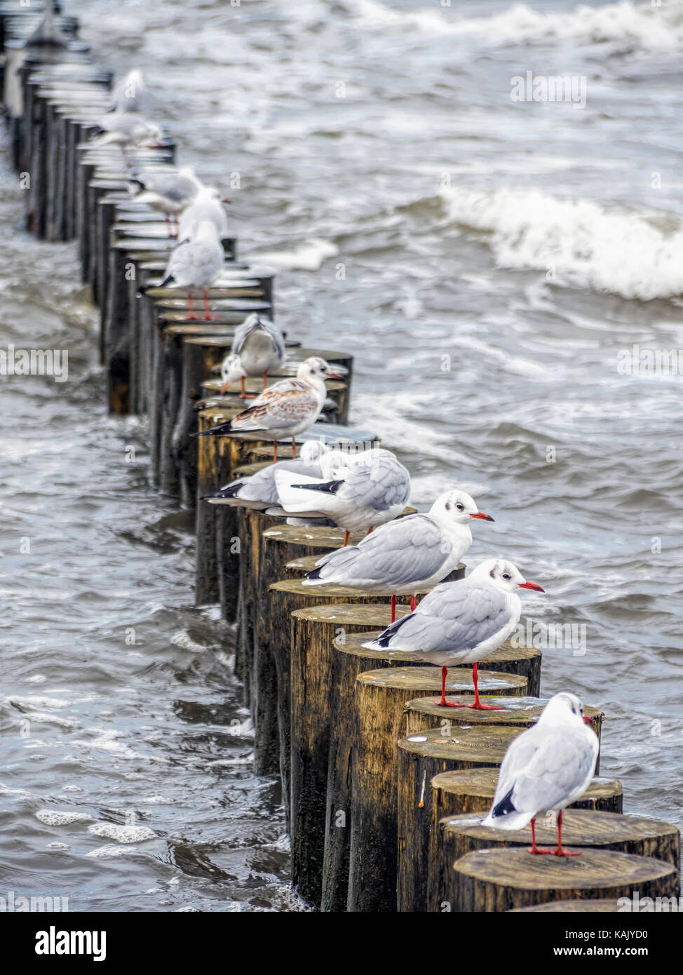 Many seagulls resting on wooden water breakers Stock Photo