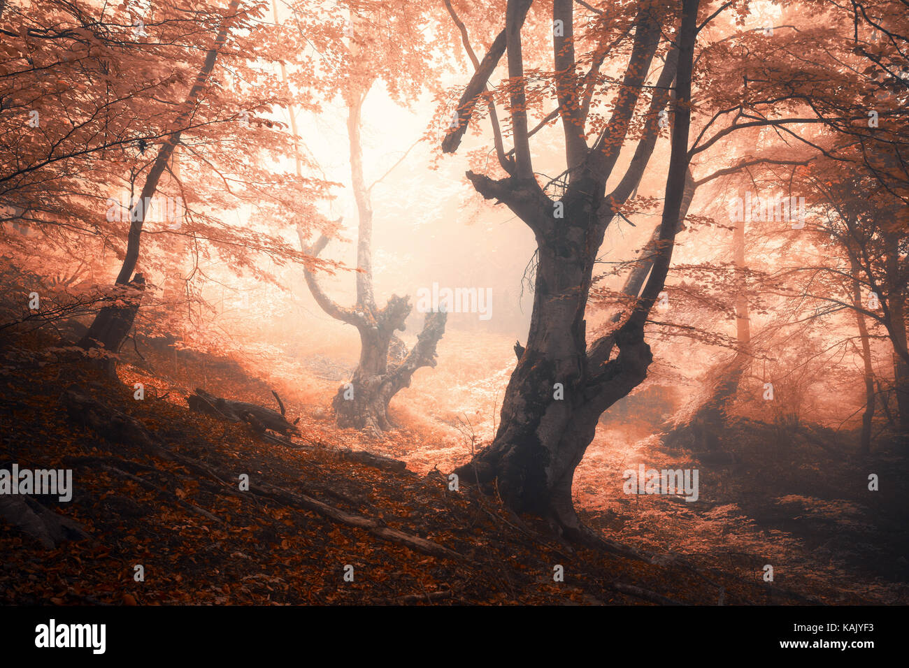 Amazing scene with autumn trees in fog. Autumn forest in fog. Fall ...