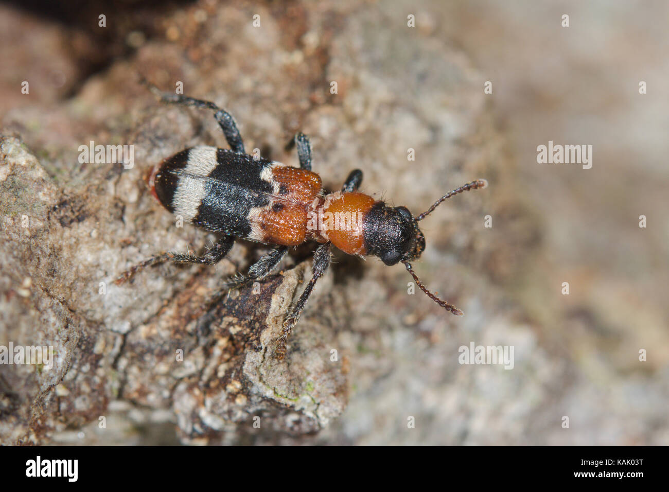 Ant Beetle (Thanasimus formicarius). European Red bellied Clerid, Cleridae. Sussex, UK Stock Photo