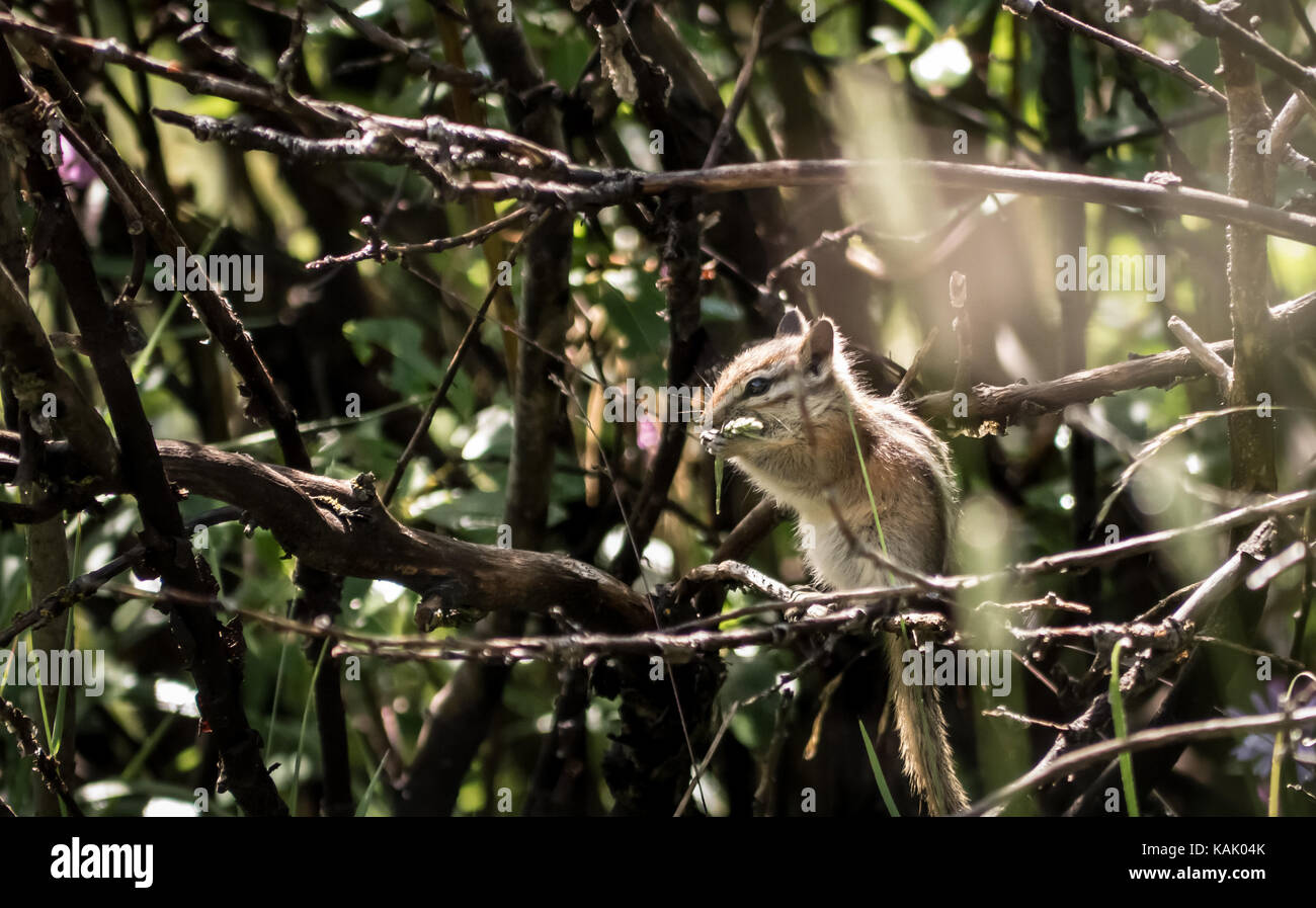 Close up of an least chipmunk (Tamias minimus) sitting on a branch (in a shrub) eating. (British Columbia, Canada, North America) Stock Photo