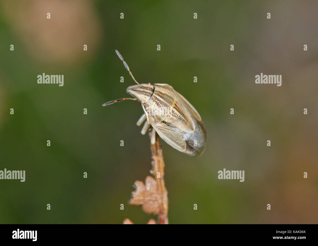 Bishop's Mitre Shieldbug (Aelia acuminata) Taking Off 1 of 5. Shieldbugs. Sussex, UK Stock Photo