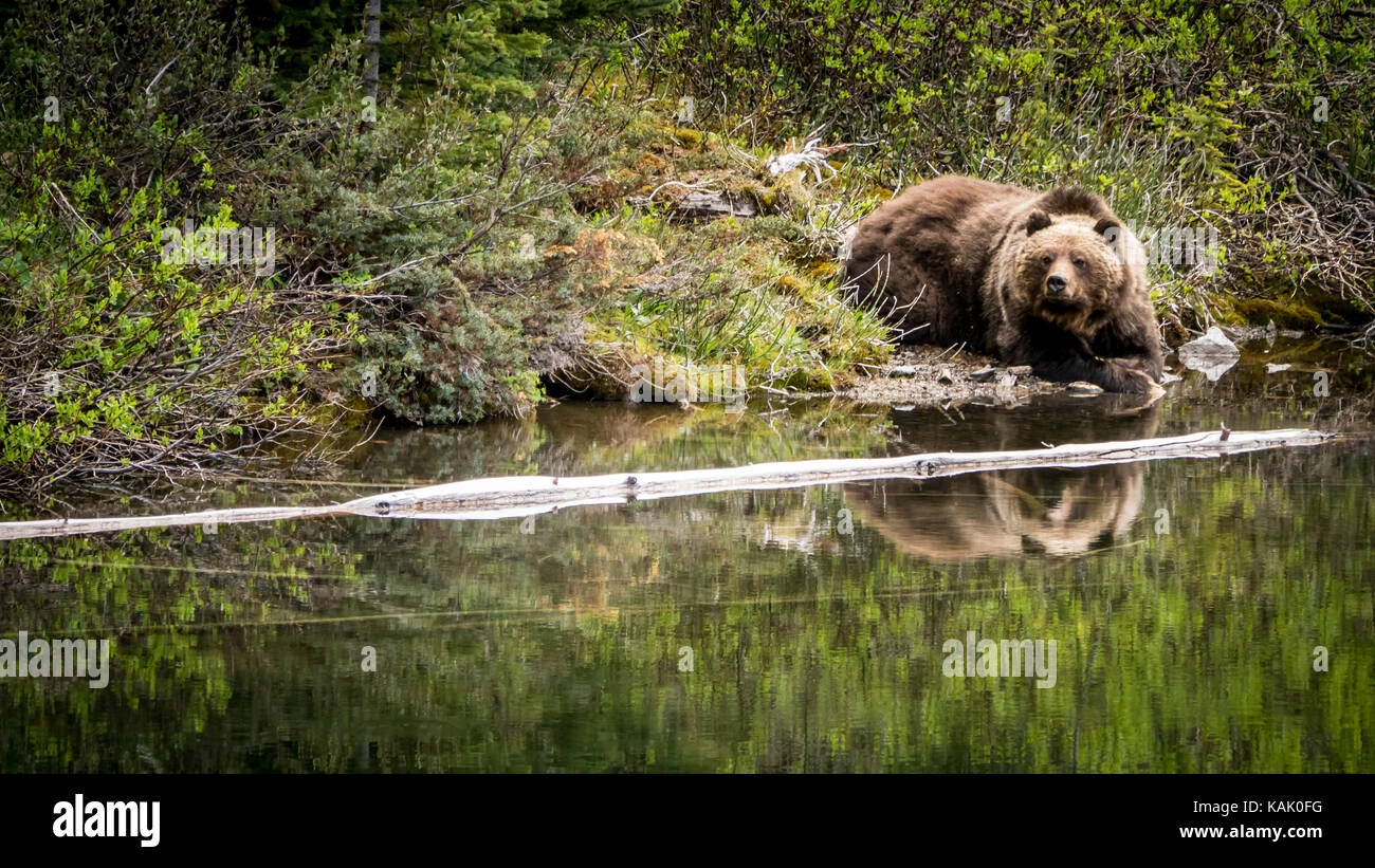 Male grizzly Bear (Ursus Arctos ssp.) resting at a pond close to Spruce Lake in the South Chilcotin Mountain Park, British Columbia, Canada. Stock Photo