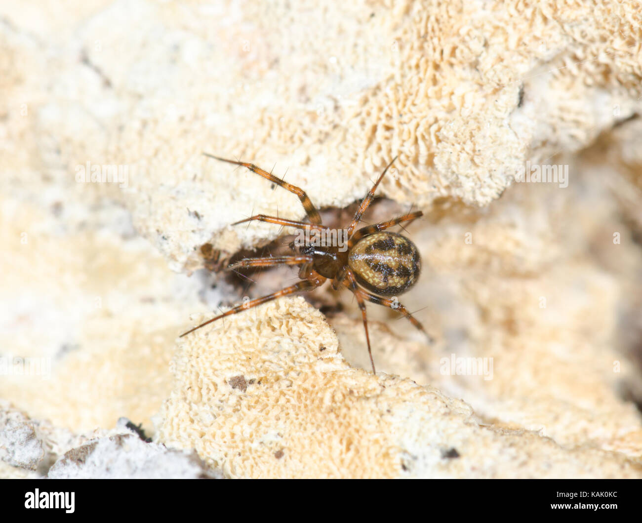 Female Liniphiid Spider (Lepthyphantes minutus) under log Stock Photo