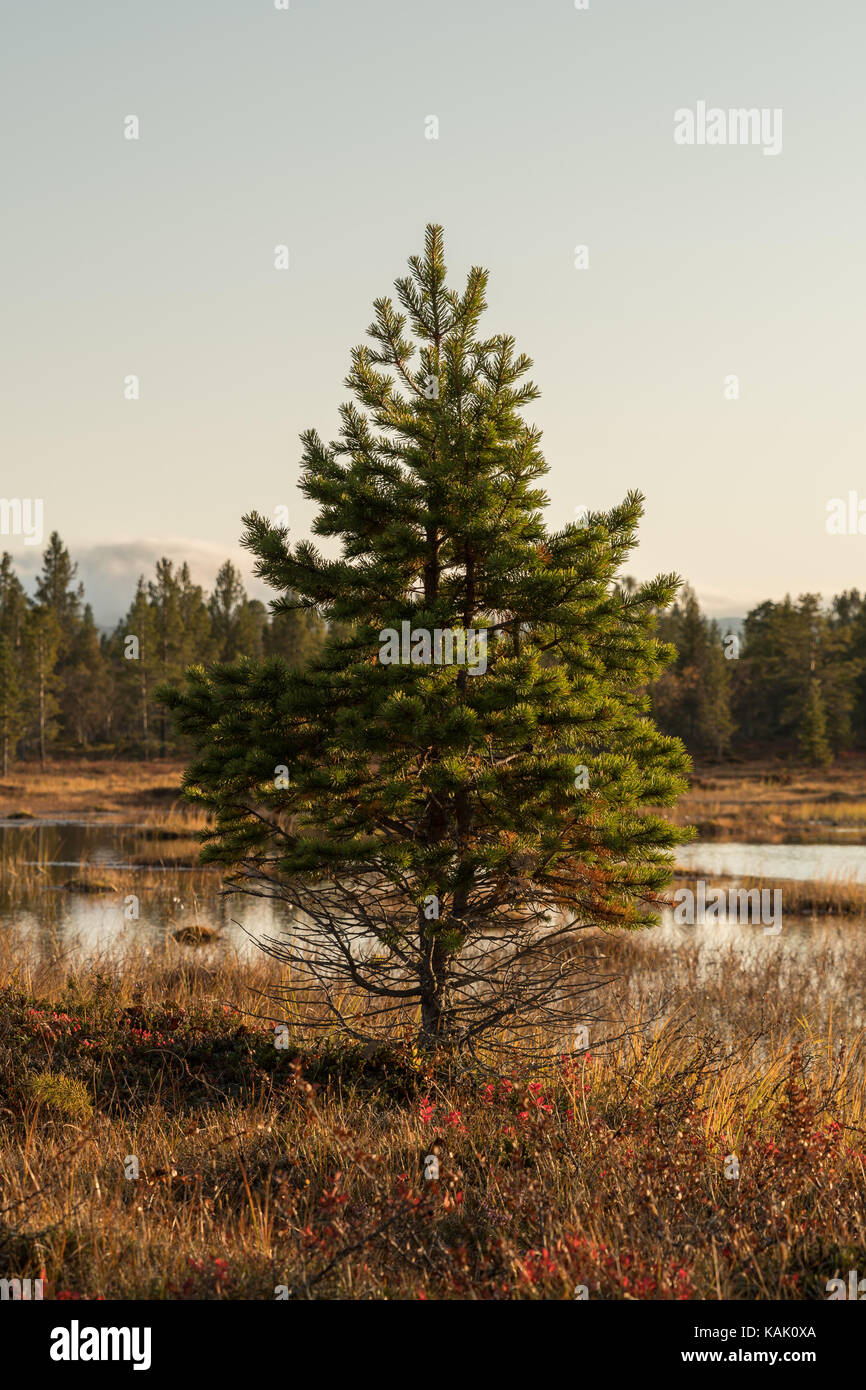 Small beautiful pine tree, in front of a small pond in autumn Stock Photo