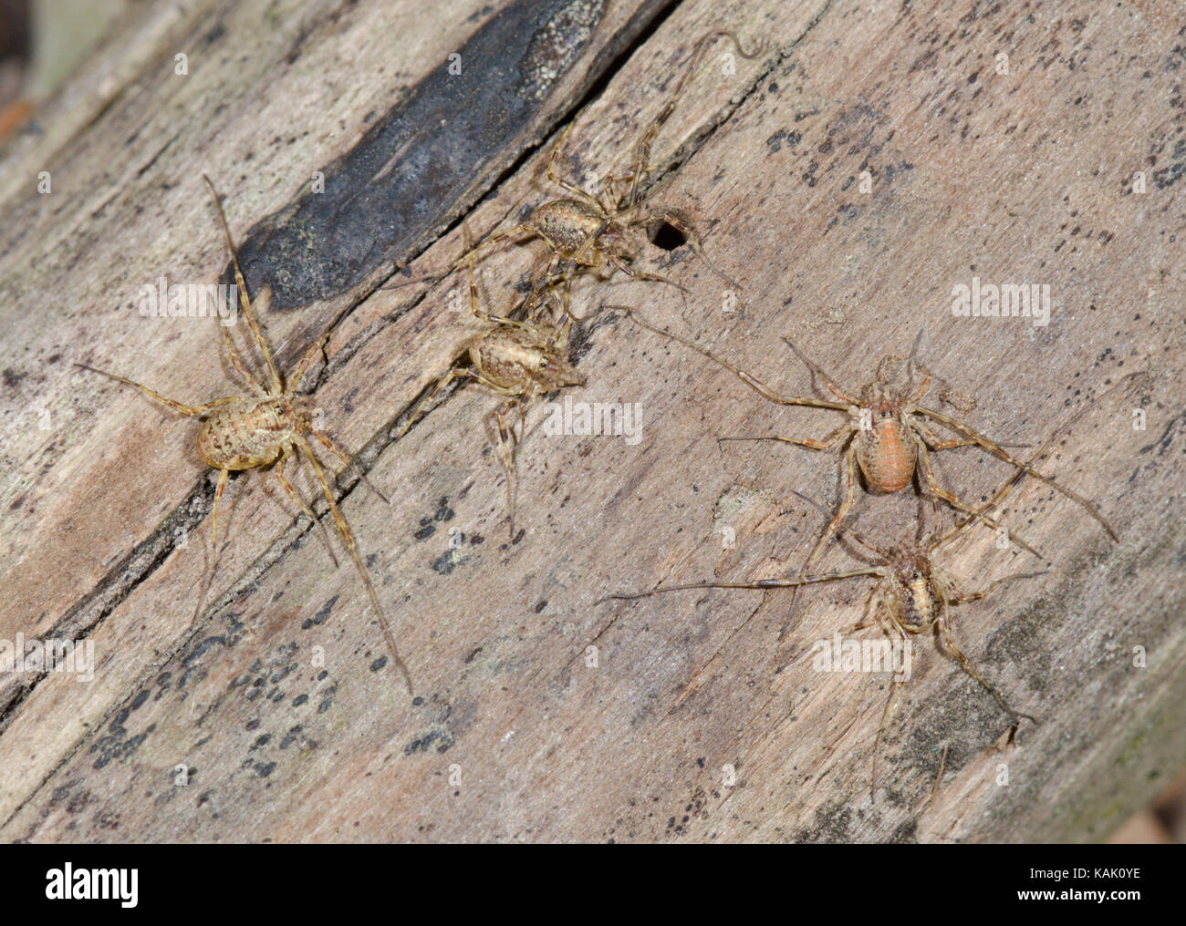 Group of Harvestmen (Paroligolophus agrestis) Stock Photo