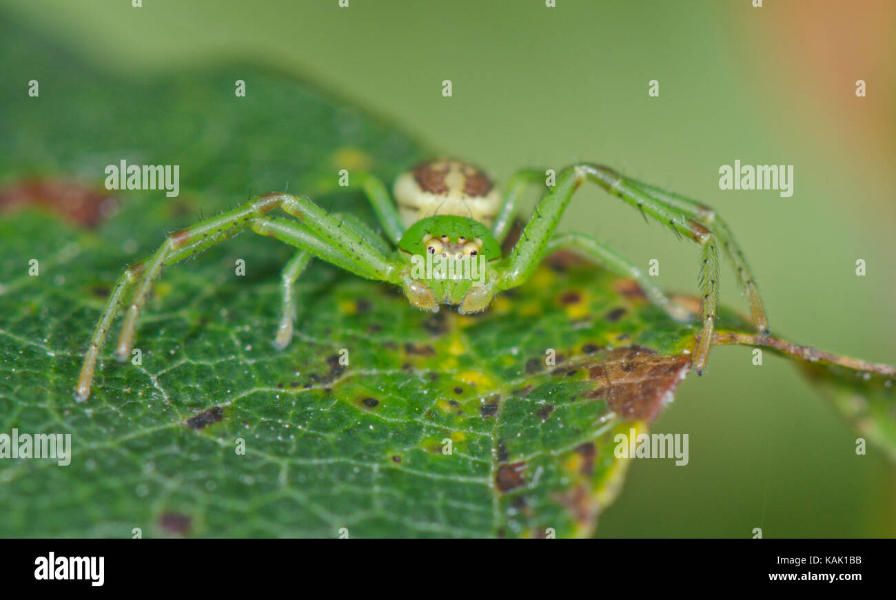 Camouflage Male Crab Spider (Diaea dorsata) waiting for Prey. Sussex