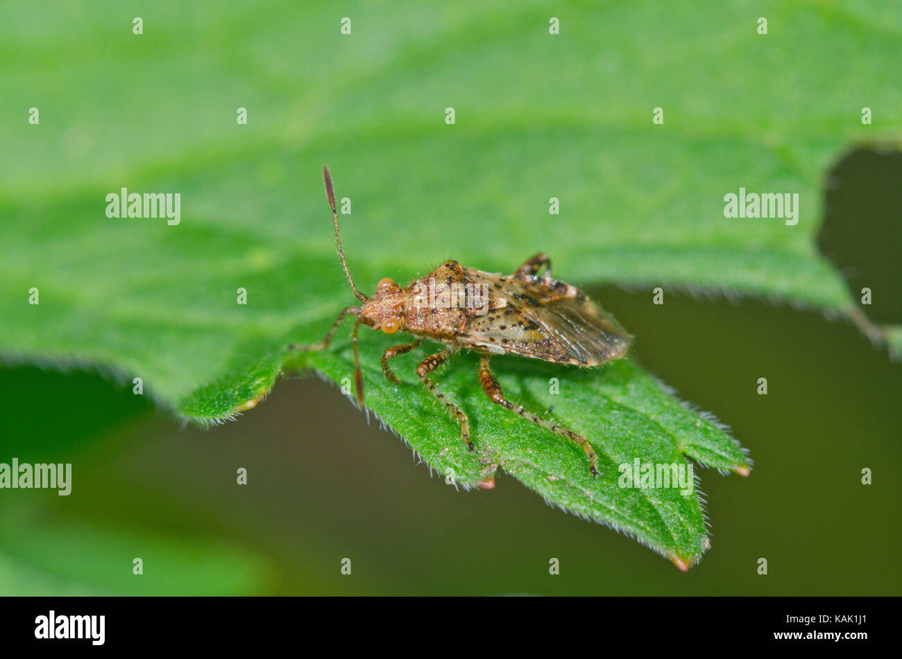 True Bug Rhopalus subrufus on Leaf Stock Photo