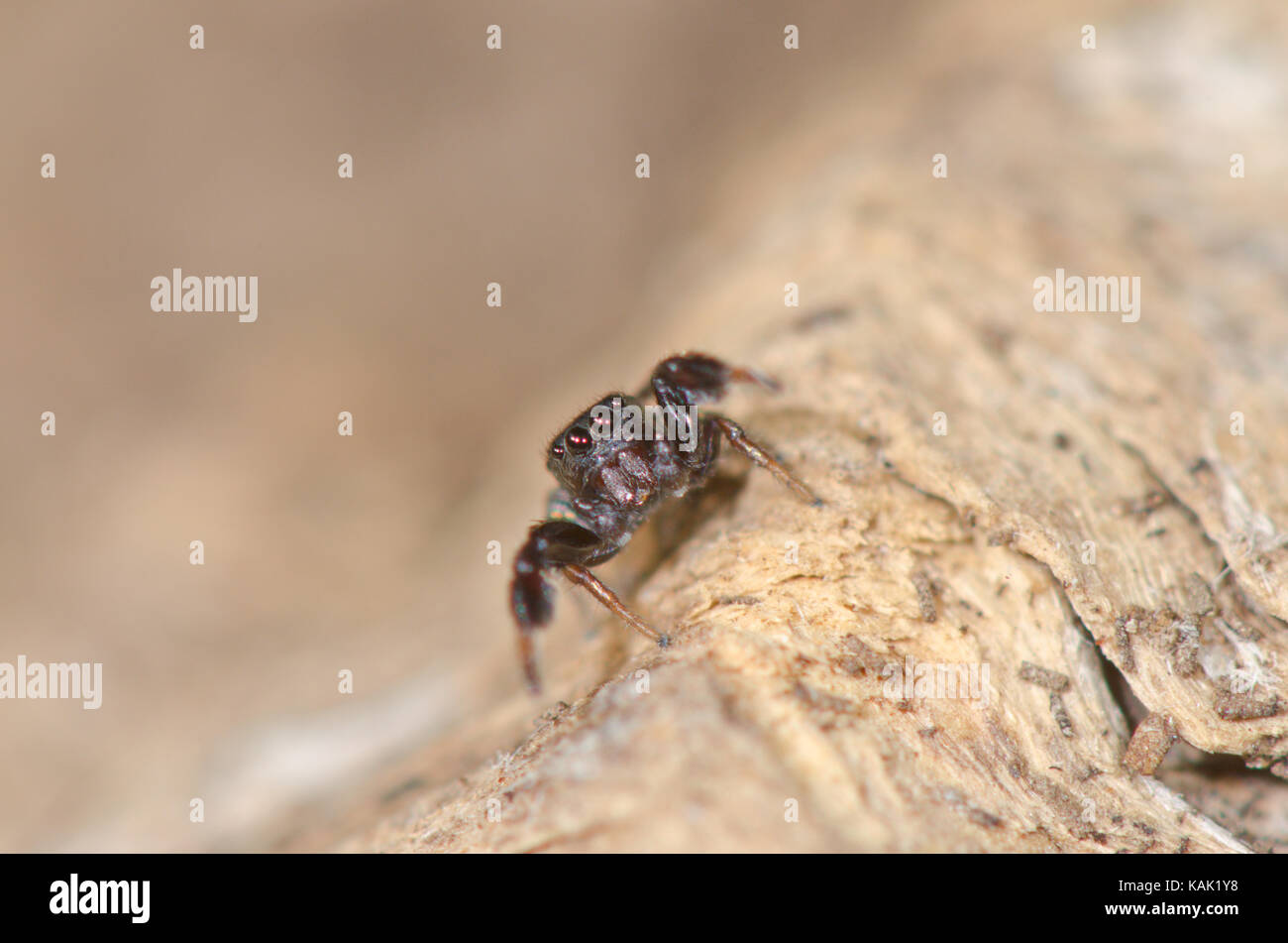 Head on Sibianor aurocinctus Male Jumping Spider. Sussex, UK Stock Photo